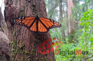 La población de mariposa monarca ha disminuido un 60% en 2023.