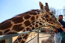 Las familias podrán visitar el zoológico durante el periodo de vacaciones invernales y hasta el 31 de diciembre.