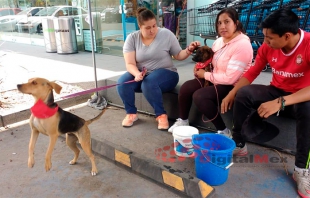 Con maltrato 99% de perros que recibe organización “Mil Oportunidades”