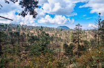 Cerca de nueve mil hectáreas serán atendidas durante 2026 ante afectaciones por tala ilegal, incendios, plagas, enfermedades y cambio de uso de suelo.