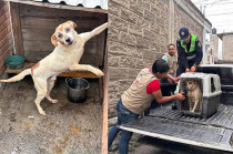 El gobierno municipal de San Mateo Atenco reafirma su compromiso con la protección animal y reitera su llamado a la corresponsabilidad ciudadana.