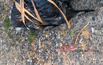 #Terror: abandonan cuerpo de una mujer embolsada en #Zinacantepec