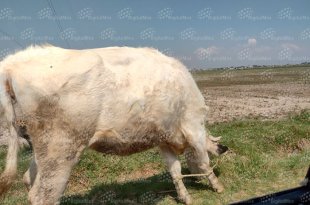 Ganaderos deben revisar constantemente a sus animales y reportar cualquier herida con presencia de larvas de gusano barrenador.