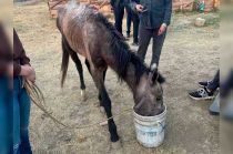 El animalito bebé presentaba un alto grado de desnutrición y heridas graves e infectadas.