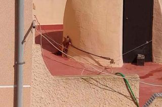 Arrestarán a quien amarre a lomitos en las azoteas