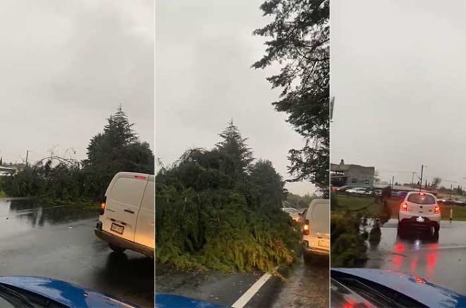 #Video: ¡Precaución! Caída de árboles en Tollocan bloquean tráfico