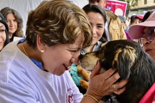 Durante el medio tiempo del partido, los perritos desfilan en busca de una familia. El proceso de adopción es gratuito y está a cargo de la Cepanaf.