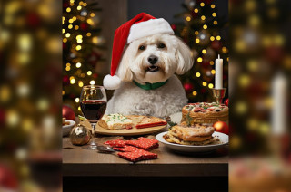 No todos los platillos navideños son seguros para perros y gatos; algunos pueden provocar graves daños a su salud.