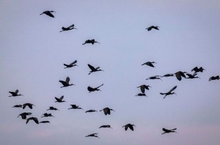 Durante el día, las aves se desplazan a otros cuerpos de agua, principalmente a los humedales del Lerma