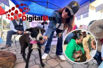 Dieron en adopción a 100 perros y gatos en situación de calle.