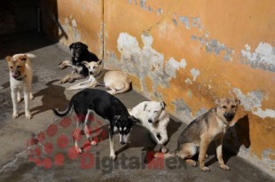 Fueron hallados cuatro cadáveres de caninos en la vía pública